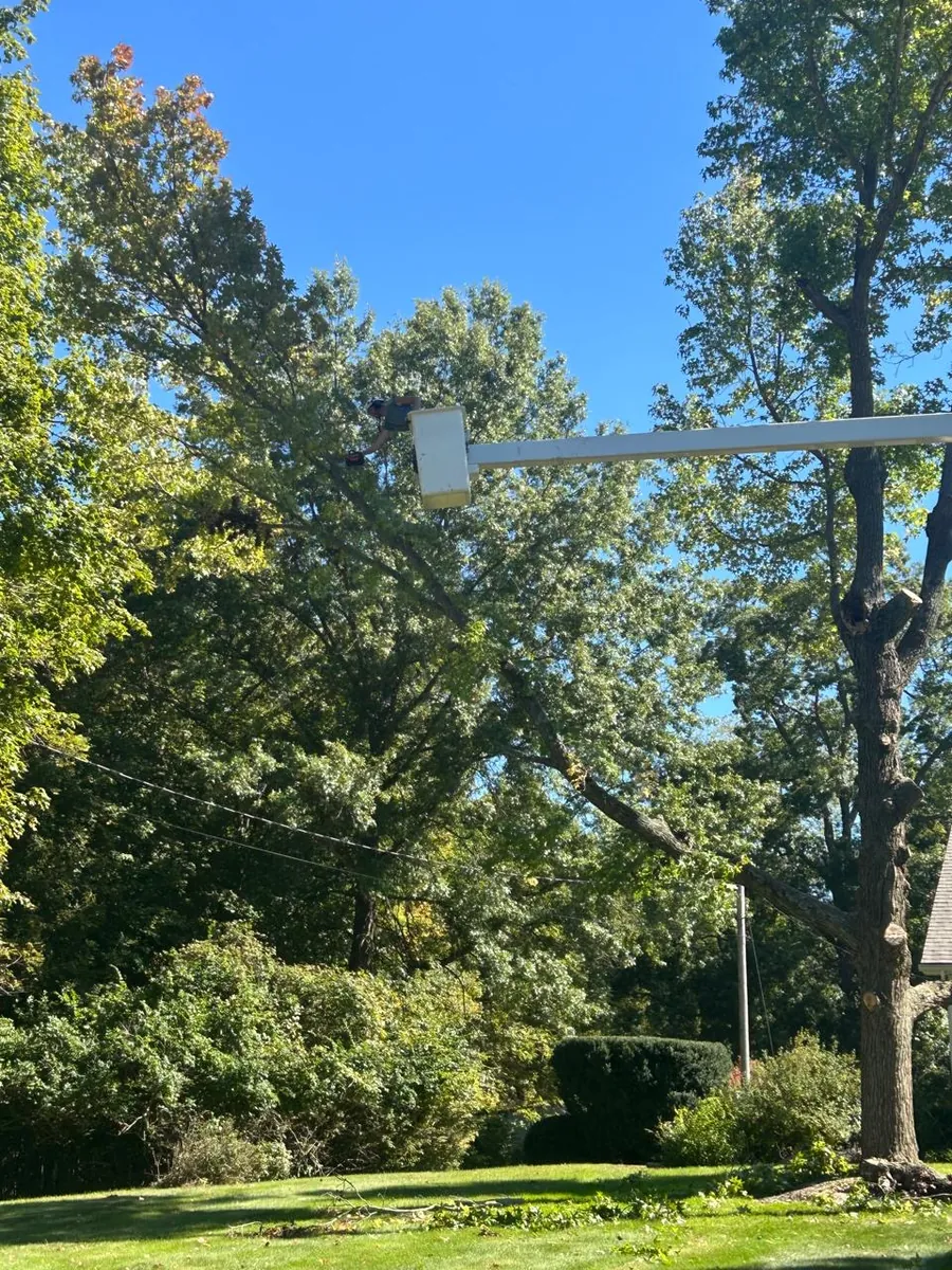 Tree Trimming